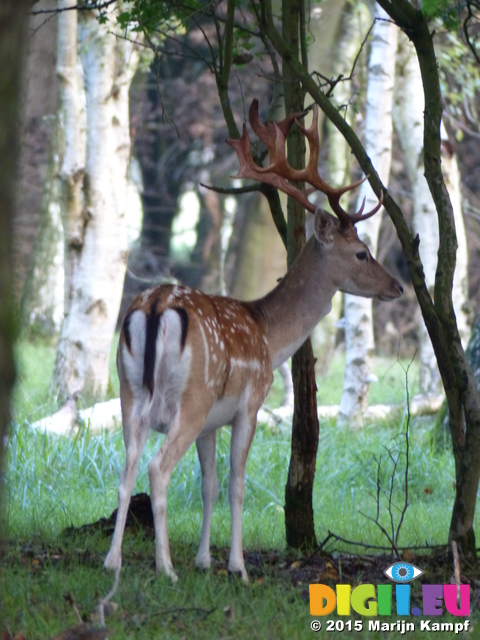 FZ019607 Blurry Fallow deer (Dama dama)